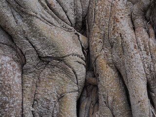 Fototapeta premium elephant trunk close up