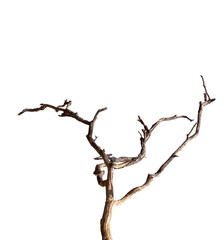 Dry branchs of dead tree with cracked dark bark.beautiful dry branchs of tree isolated on white background.Dry wooden stick from the forest isolated on white background .
