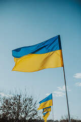 The flags of Ukraine are the national symbol fluttering in the blue sky. Lots of yellow and blue state flags of Ukraine.