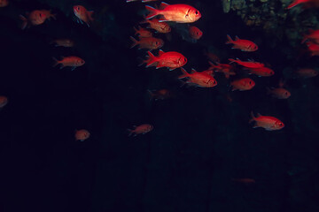 Fototapeta na wymiar flock of fish in the sea background underwater view