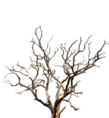 Fototapeta na wymiar Dry branchs of dead tree with cracked dark bark.beautiful dry branchs of tree isolated on white background.Dry wooden stick from the forest isolated on white background .