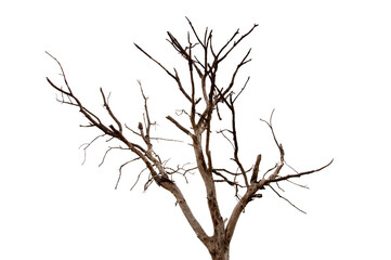 Fototapeta premium Dry branchs of dead tree with cracked dark bark.beautiful dry branchs of tree isolated on white background.Dry wooden stick from the forest isolated on white background .