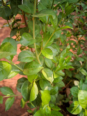 henna leaves closeup image. Henna are used as a hair dye and for drawing designs on the hand.