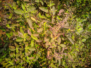 holy basil, also called tulsi or tulasi, flowering plant of the mint family grown for its aromatic leaves.