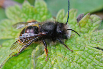 Closeup of a worn male the horned orchard mason bee , Osmia cornuta in the garden