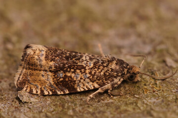 Lateral closeup of the Common Marble tortrix micro moth, Celypha lacunana