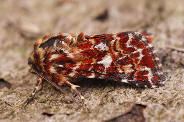 Closeup of the colorful yellow underwing, Anarta myrtilli , on a piece of wood