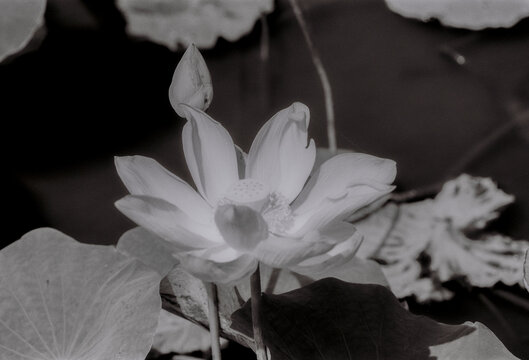 Nature photo film: Lotus flowers. Time: March 25, 2022. Location: Ho Chi Minh City.  Content: With black and white color, the lotus image shows nostalgic and mournful emotions.