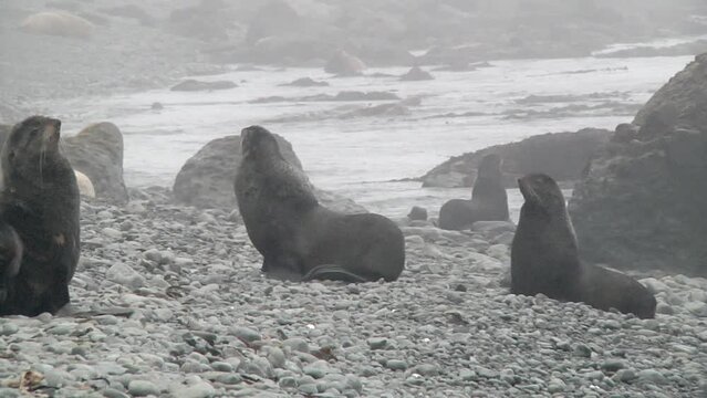 Family of fur seal eared Otariidae with sound. Northern seal Callorhinus ursinus on stone rocks of coast in wild nature with background noise. Concept of marine pinniped predatory animals.