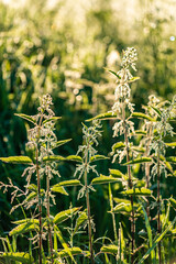 Fresh nettles ( urtica healty) plant
