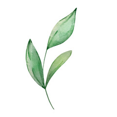 Watercolor spring branch