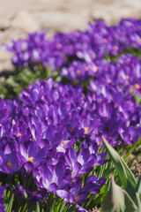Fototapeta premium Bees on purple crocus growing outside. View at magic blooming spring flowers crocus sativus. Selective Focus. Spring garden.