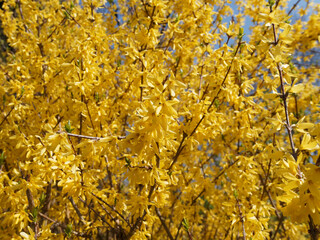 Forsythia × intermedia | Border forsythia or common forsythia. Ornamental shrub with arching und flexibles branches bearing luminous yellow flowers before appearance of leaves