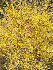 Border forsythia or common forsythia (Forsythia × intermedia) forming a graceful fountain with a profusion of luminous yellow flowers on naked branches with pale lenticel