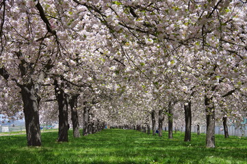 Fototapeta premium 八重桜の道