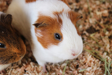 イングリッシュモルモットの成体