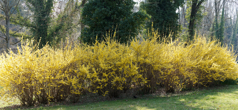 Spectacular Border forsythia or common forsythia (Forsythia × intermedia), planted shrub border as a flowering hedge in garden