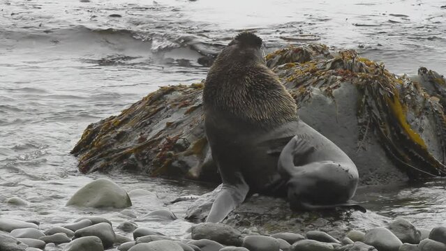 Video with background noise about attack of fur seal. Male fur seal attacks another male surrounded by females animal. Family of seal in wild nature.