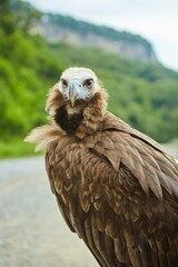 Portrait of a mountain eagle bird on the background of the rocky mountains.