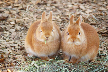 横に並ぶ2匹のウサギ