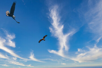 Fototapeta na wymiar 鋭い嘴と爪をもつ大型の猛禽類が大空を悠々と飛翔している風景
