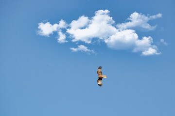 鋭い嘴と爪をもつ大型の猛禽類が大空を悠々と飛翔している風景