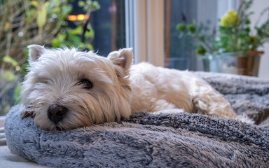 A cute white west highland terrier dog lying in her bed beside a window - obrazy, fototapety, plakaty