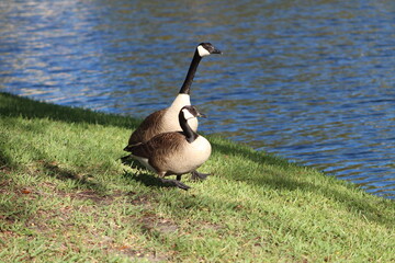 Fototapeta premium Geese On Grass On Sunny Day