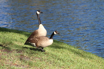 Geese On Grass On Sunny Day
