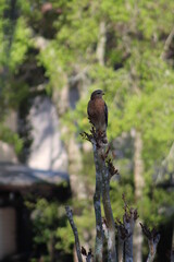 Wild Hawk On Tree Branch 