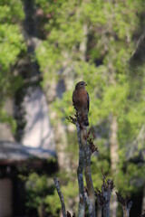 Wild Hawk On Tree Branch 