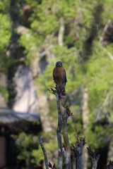 Wild Hawk On Tree Branch 