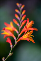 Fototapeta premium Spring time coming, Sakura, assorted cherry blossom flowers closed to city center in Tokyo, Japan