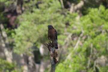 Wild Hawk On Tree Branch 