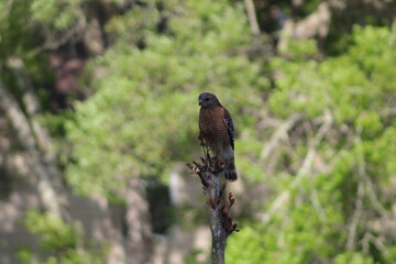 Wild Hawk On Tree Branch 