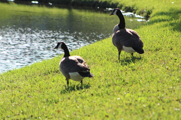 Geese On Grass on Sunny Day