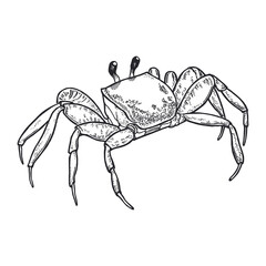 Crab on white background. Drawn by hand with pen and ink. Hand drawn monochrome seafood illustration. Vector crab drawing.
