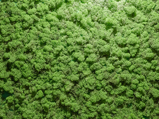 Green moss. Decorative wall made of stabilized moss