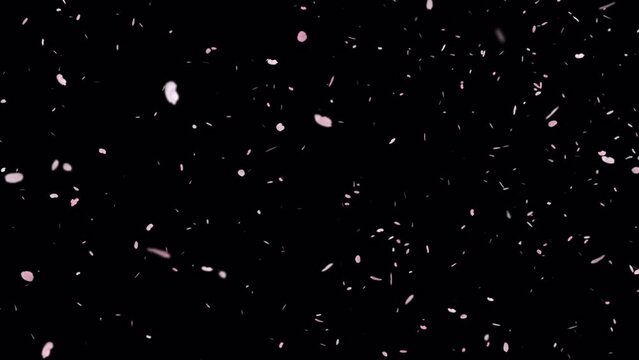 桜吹雪・舞い上がる（花びら写真）【透過動画素材】