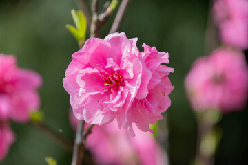 花桃　花桃の里　鹿児島県　姶良