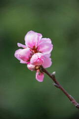 花桃　花桃の里　鹿児島県　姶良