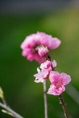 Obraz premium 花桃