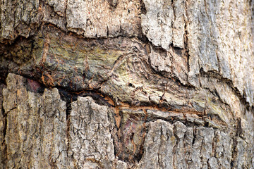 Tree bark texture. Oak wood background. Old Trunk pattern. Rough wooden skin closeup. Dry log material cracked surface.