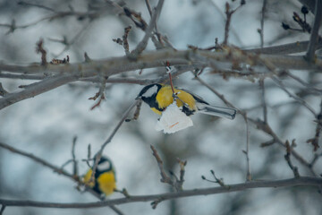 bird tit pecks suspended fat