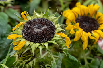 sunflower inflorescence with fallen petals close-up