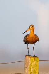 Black-tailed Godwit (Limosa limosa) perched on wooden meadow fence post in natural farmland reserve, with pastel colored background