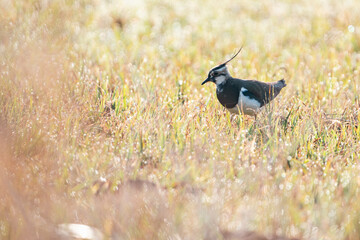 Northern lapwing (Vanellus vanellus) on the look out in its territory in grassland habitat