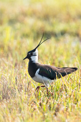 Northern lapwing (Vanellus vanellus) on the look out in its territory in grassland habitat
