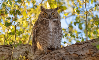 Startled Great Horned Owl in a tree at sunset. Mr Wizard.