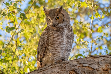 Great horned Owl with an attitude - Wise owl looking over his shoulder in a tree at sunset. Mr Wizard.